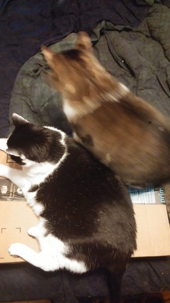 Moo and Graham